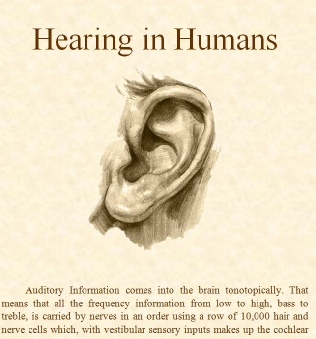 Auditory in Humans 1 Format.pdf